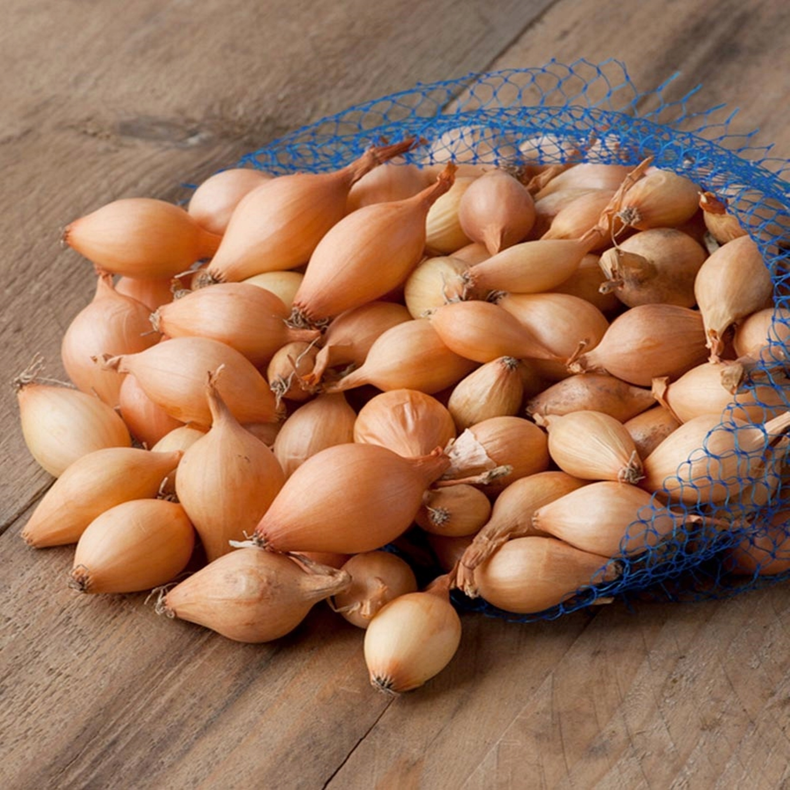 Jarná cibuľka Wolska Veľkosť 10-21 0,5 kg stará rezistentná odroda